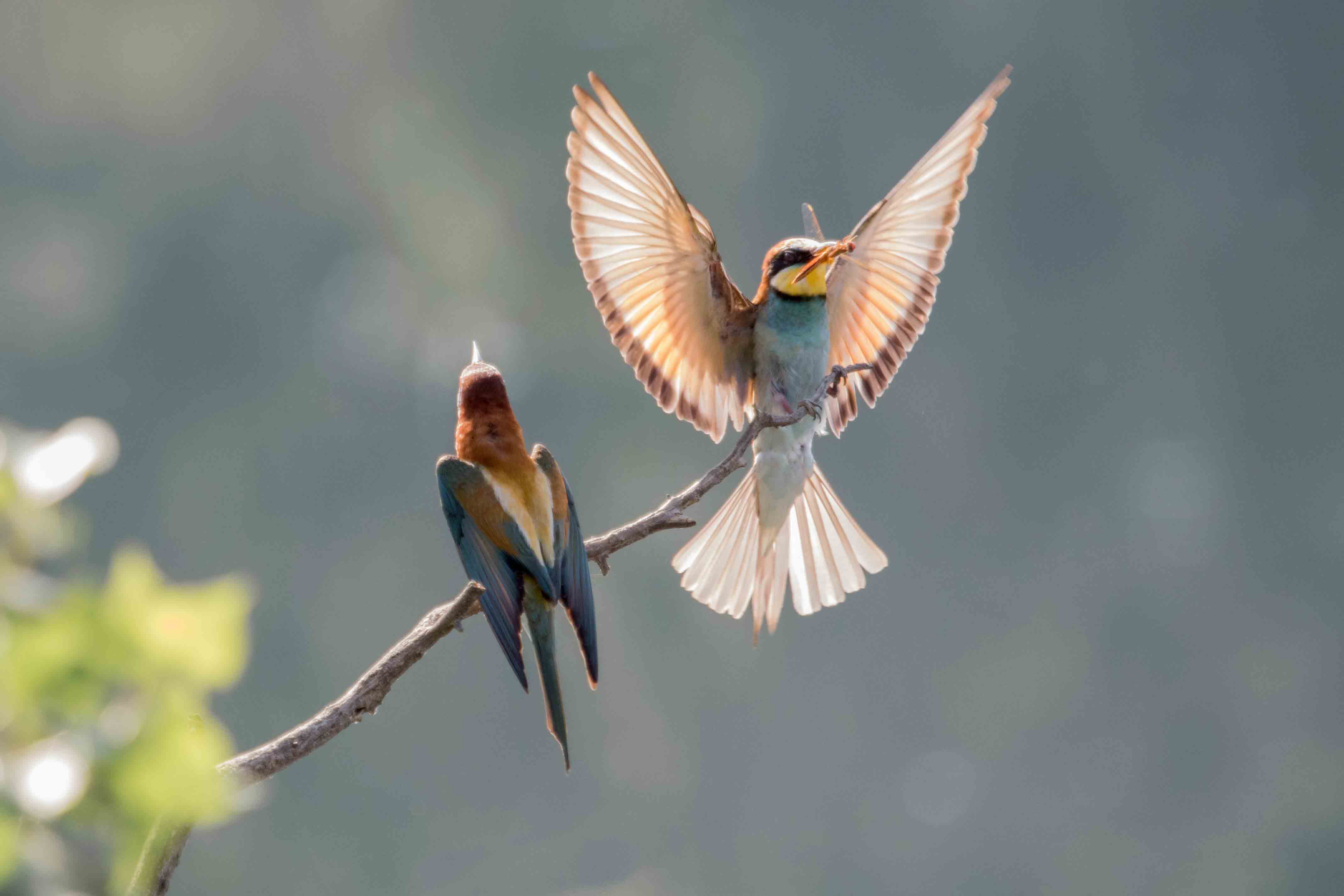 photos-biodiversité-oiseaux-carrière-de-Pierrelatte