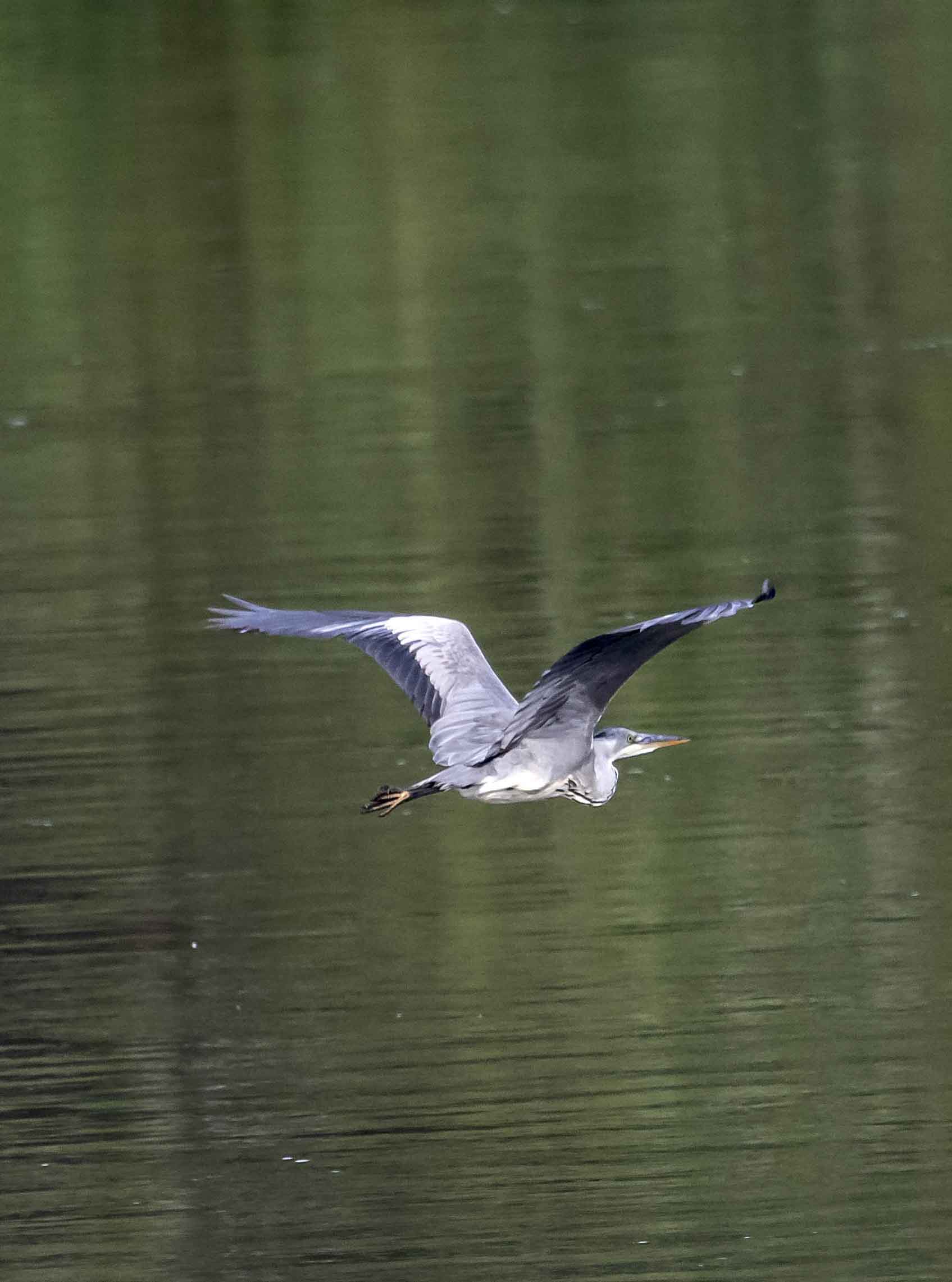 photos-carrière-pierrelatte-biodiversité (1)