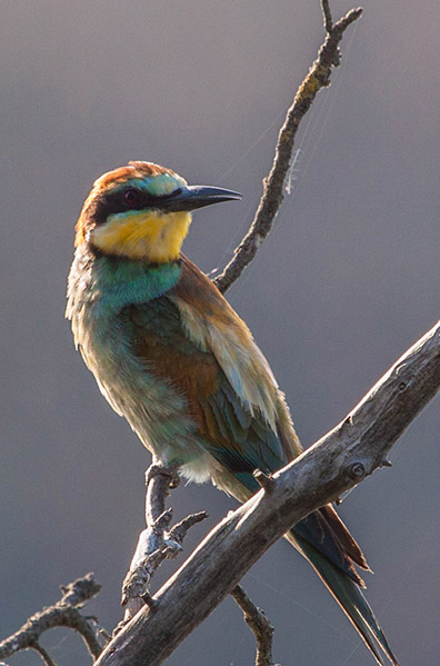 photos-carrière-pierrelatte-biodiversité (2)