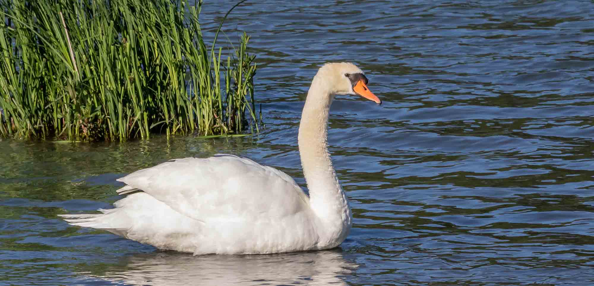 photos-carrière-pierrelatte-biodiversité (3)