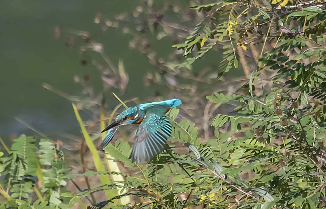 photos-carrière-pierrelatte-biodiversité (4)