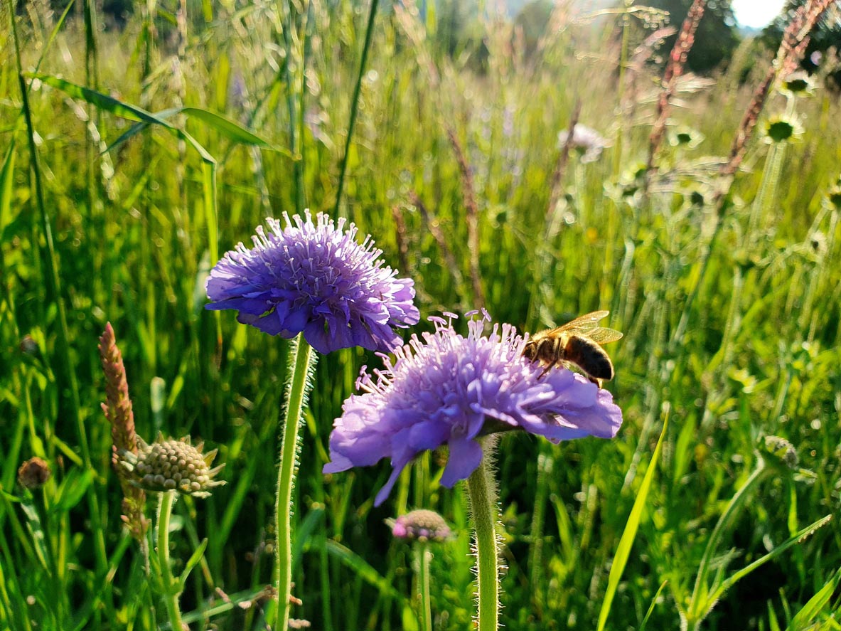 Une abeille butine une fleur scabieuse au sein d'une carrière vicat