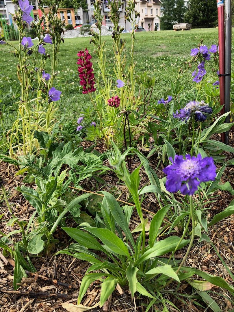 festival-jardins-alpestres-albertville-2022