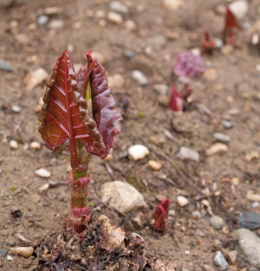 Rhizomes de Renouée du Japon