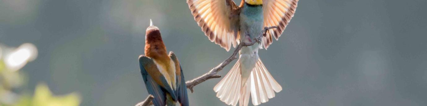 photos-biodiversité-oiseaux-carrière-de-Pierrelatte