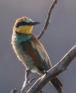 photos-carrière-pierrelatte-biodiversité (2)