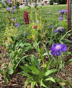 festival-jardins-alpestres-albertville-2022