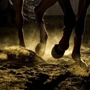 Cheval sur du sable équestre vicat