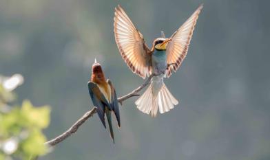 photos-biodiversité-oiseaux-carrière-de-Pierrelatte