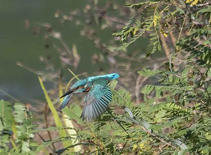 photos-carrière-pierrelatte-biodiversité (4)