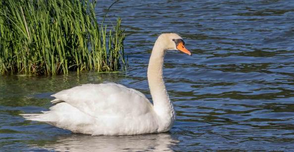 photos-carrière-pierrelatte-biodiversité (3)